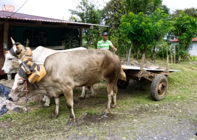 Imagine a place where time slows down, and the rhythm of life is dictated by the natural world. Hidden amidst the lush rainforests and towering volcanoes of Costa Rica lies Gavilan de Upala, a small town that has preserved its rural charm and unique way of life. A Rustic Adventure Awaits: Escape the hustle and bustle and discover the tranquility of Gavilan de Upala. Explore the rugged terrain aboard a "tracto mula," a versatile vehicle commonly used in rural areas. This unique journey will take you to hidden gems and stunning landscapes. Nature's Wonderland: Discover the nearby Rincon de la Vieja Volcano, a volcanic wonderland with bubbling mud pits, cascading waterfalls, and steaming hot springs. Immerse yourself in the lush rainforest, home to a diverse array of wildlife. Conclusion: Gavilan de Upala offers a truly unforgettable experience. Connect with friendly locals, explore stunning landscapes, and create memories that will last a lifetime. This hidden gem in rural Costa Rica is a must-visit destination for those seeking adventure, relaxation, and a taste of authentic Costa Rican culture.