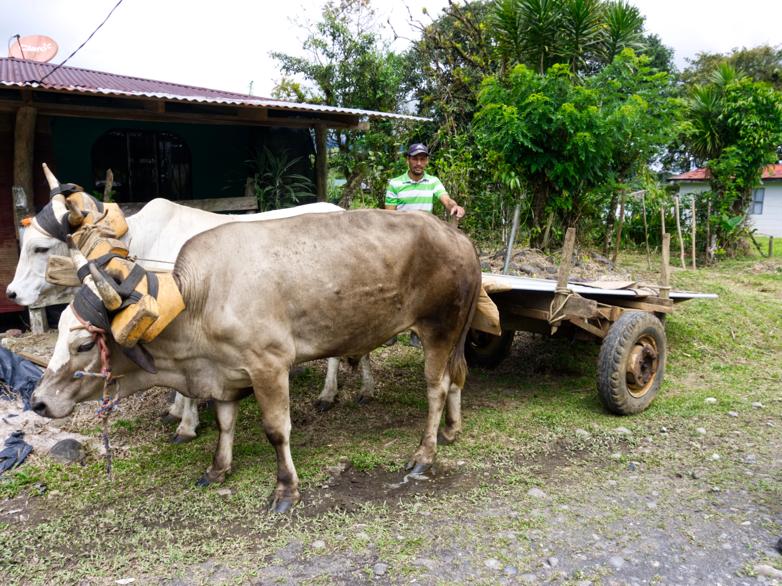 Gavilan de Upala, Alajuela COsta Rica Imagine a place where time slows down, and the rhythm of life is dictated by the natural world. Hidden amidst the lush rainforests and towering volcanoes of Costa Rica lies Gavilan de Upala, a small town that has preserved its rural charm and unique way of life. A Rustic Adventure Awaits: Escape the hustle and bustle and discover the tranquility of Gavilan de Upala. Explore the rugged terrain aboard a "tracto mula," a versatile vehicle commonly used in rural areas. This unique journey will take you to hidden gems and stunning landscapes. Nature's Wonderland: Discover the nearby Rincon de la Vieja Volcano, a volcanic wonderland with bubbling mud pits, cascading waterfalls, and steaming hot springs. Immerse yourself in the lush rainforest, home to a diverse array of wildlife. Conclusion: Gavilan de Upala offers a truly unforgettable experience. Connect with friendly locals, explore stunning landscapes, and create memories that will last a lifetime. This hidden gem in rural Costa Rica is a must-visit destination for those seeking adventure, relaxation, and a taste of authentic Costa Rican culture.