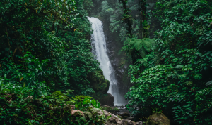 Lush, verdant jungle with a tall, cascading waterfall flowing through the center.